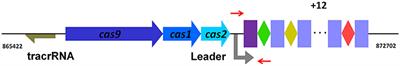 Cas1 and Cas2 From the Type II-C CRISPR-Cas System of Riemerella anatipestifer Are Required for Spacer Acquisition